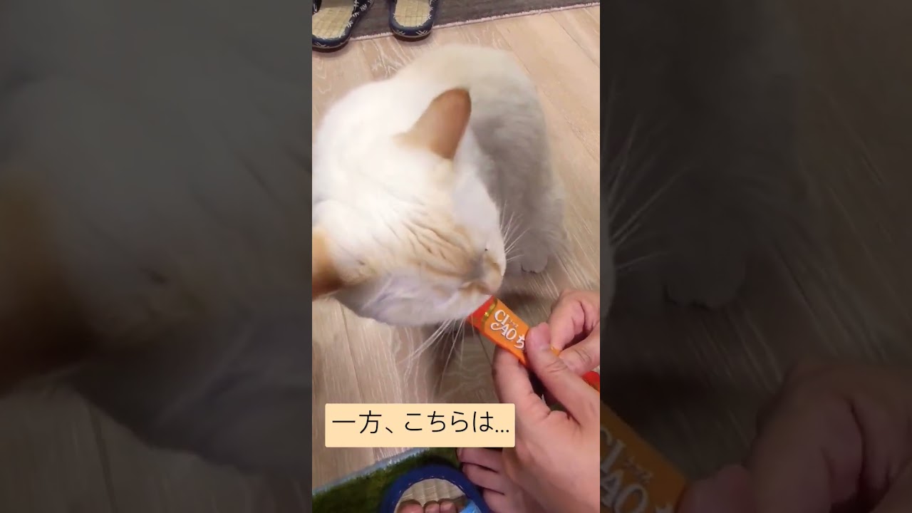 好みわかれる味なの？？　#catshorts