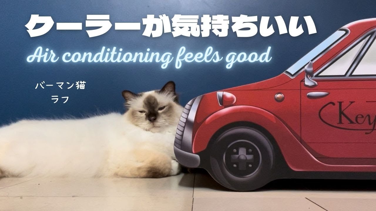 バーマン猫ラフ【クーラーが気持ちいい】Air conditioning feels good（バーマン猫）Birman/Cat