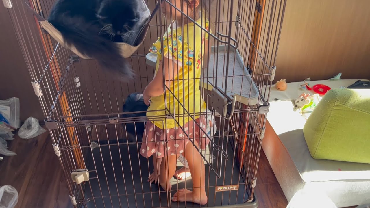 子猫用のケージを占領する猫　ラガマフィン