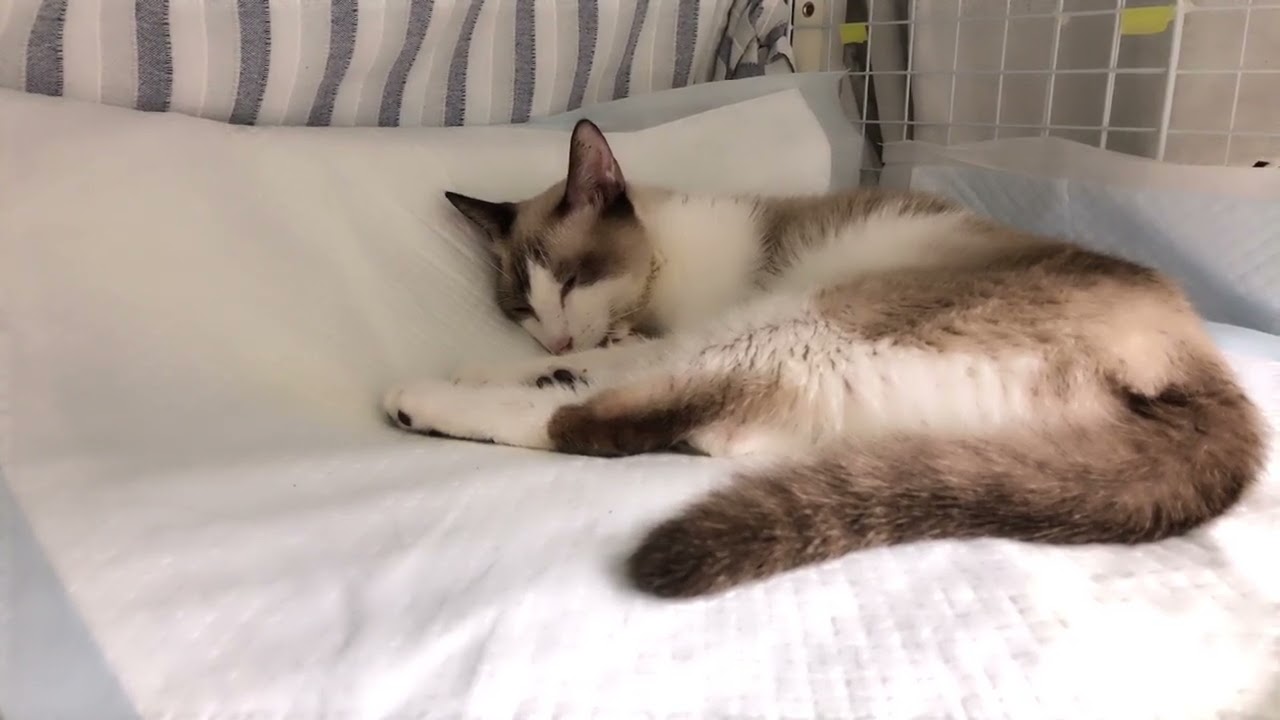絶対負けないシャムちゃん【保護猫ハウス日記】