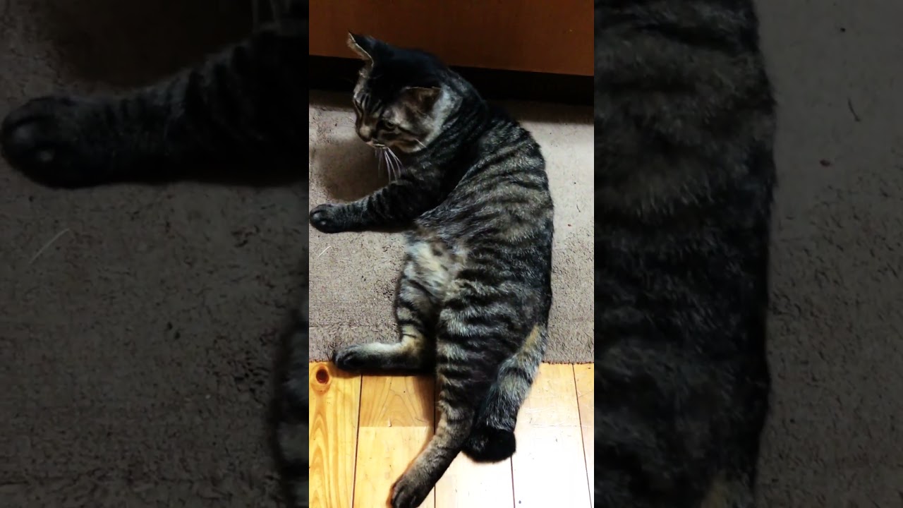 元野良ボスの家猫化　#cat #ねこ #ネコ