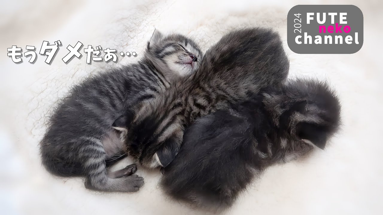 悪夢を見た子猫【保護子猫】