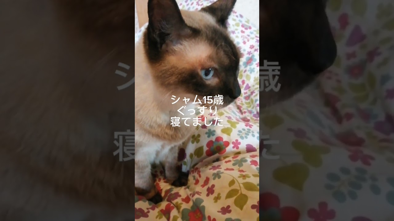 シャム猫#shorts #cat #シャムmix #猫のいる暮らし #猫