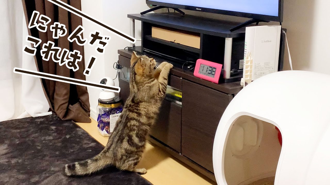 猫が喜ぶ映像を流したら猫がこうなりました笑 #314【生後1年と13日目 スコティッシュフォールド】