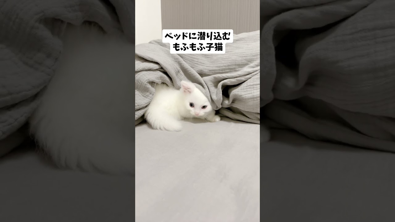 🔺短足マンチカンごはんくんの動画は上のリンクから🔺　#ねこ #猫 #子猫 #cat #cute