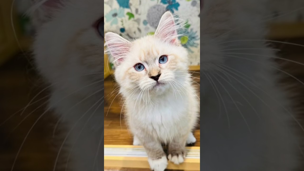 輝くサファイアの瞳💎巨体の#サイベリアン の#子猫　キーラちゃん😻美しい両親ヨーロッパ産の女の子です。TV初出演割引キャンペーンは7月限定ですので、お見逃しなく！#ペットショップ