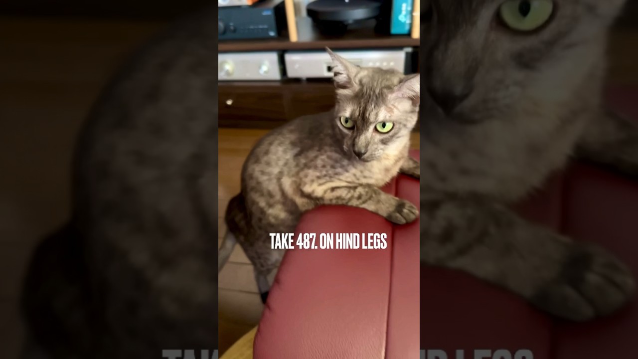 #カリモク家具 #オットマン は#後ろ足立ち にちょうどいい高さにゃ❗️あ、お尻撮るのやめてにゃ‼️#遊ぶ猫 #egyptianmaucat #エジプシャンマウ #猫ショート動画 #shorts