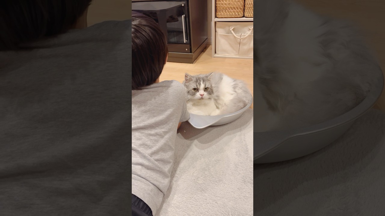 息子にからまれる猫 #短足マンチカン #マンチカン #猫 #猫のいる暮らし #ネコ #cat #猫のいる生活 #猫好きさんと繋がりたい