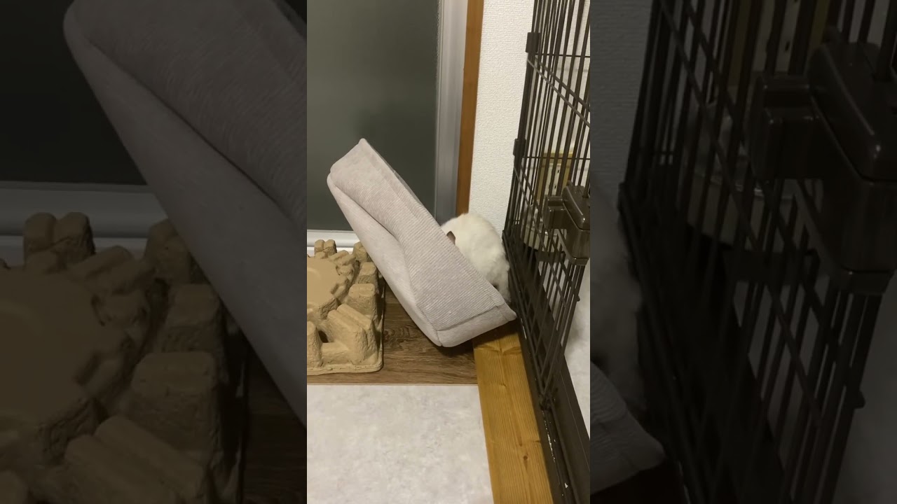 正しいベットの使い方？　#元保護猫　#シャムトラ　#シャムミックス　#cat #猫耳 #kitten #シャムmix  #子猫 #猫耳