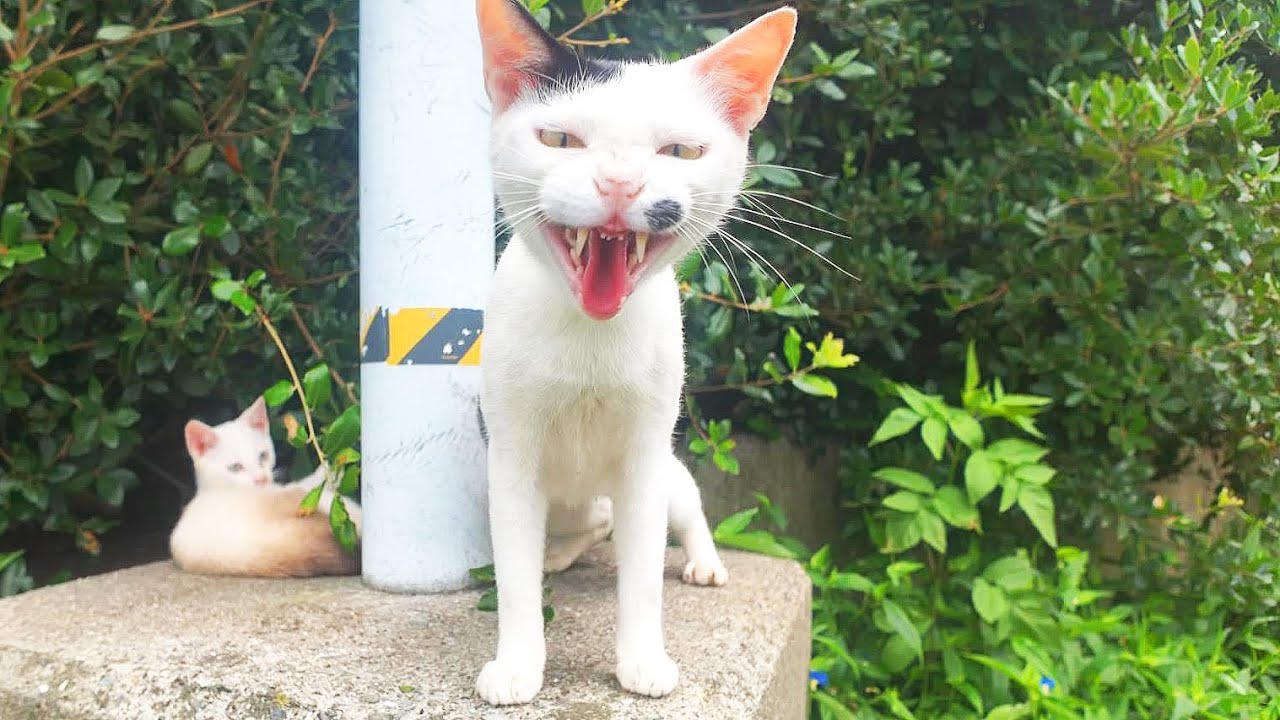 シャー！と必死に子猫を守る母猫にご飯をあげると・・・