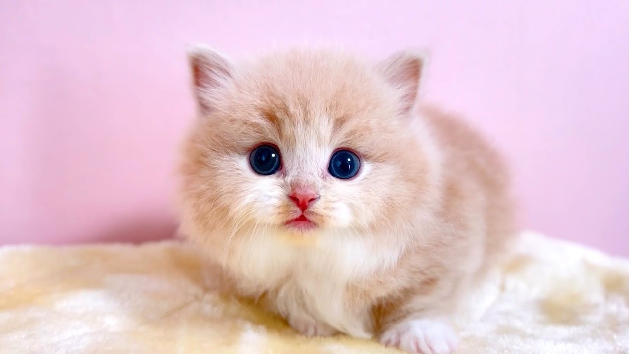 【マンチカンの子猫】家族で遊べて一番楽しんでるのはママな件 ～猫のいる生活Vol.996～出産動画 マンチカン短足・ミヌエット・ペルシャ猫専門ブリーダー『ペット蔵人』【子猫の成長記録】