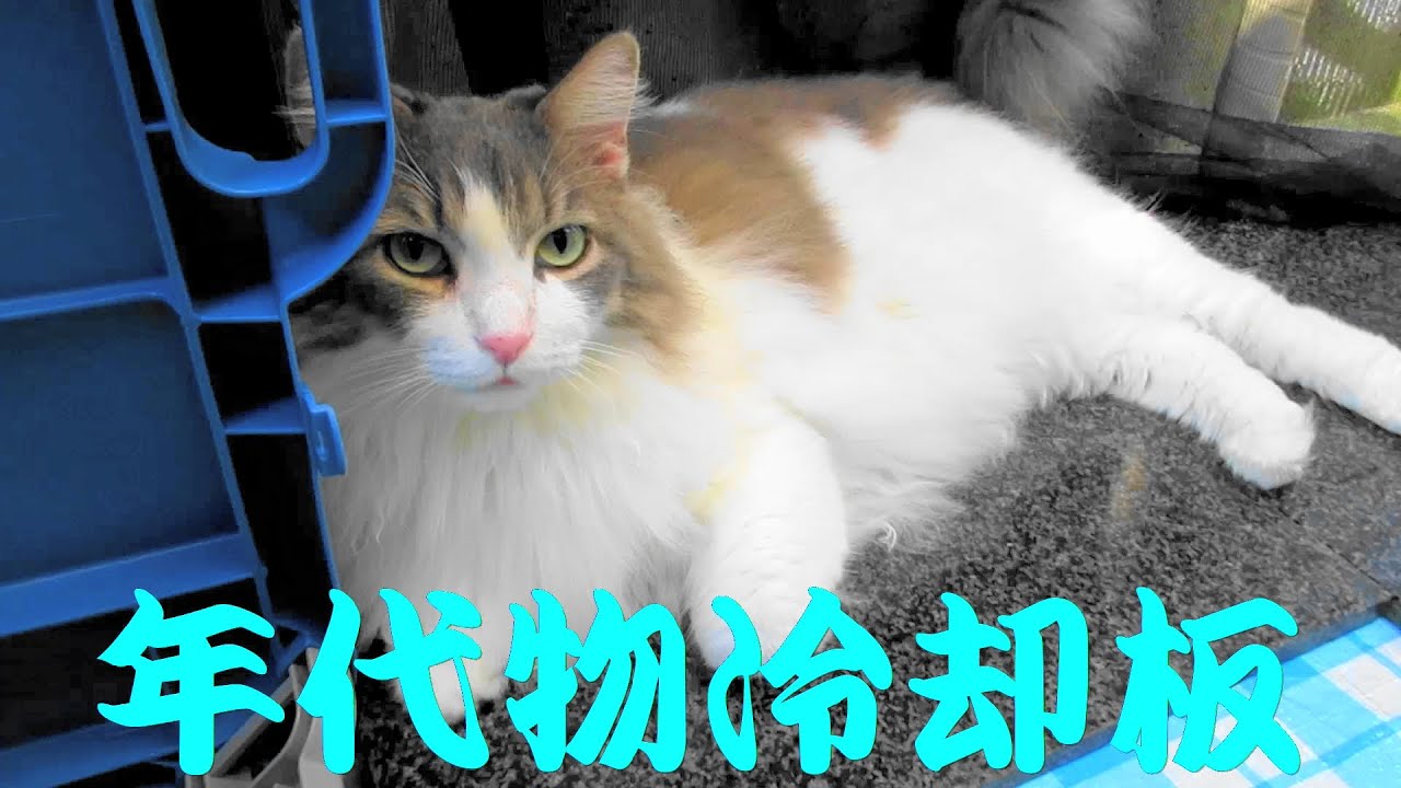 目指せモモ20歳～猫のネットカフェに22年前のペット冷却板を活用してみた結果虜に😅