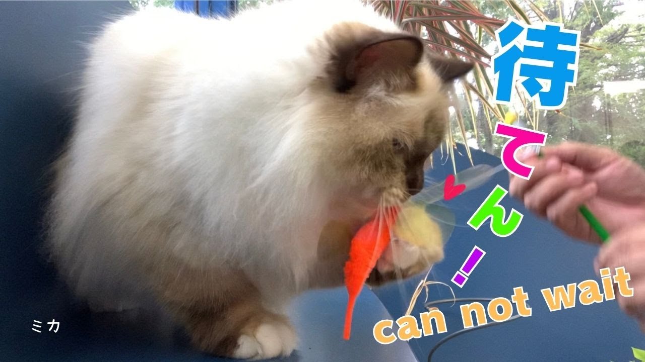 順番を待って遊ぶバーマン猫【待てん！】can not wait（バーマン猫）Birman/Cat