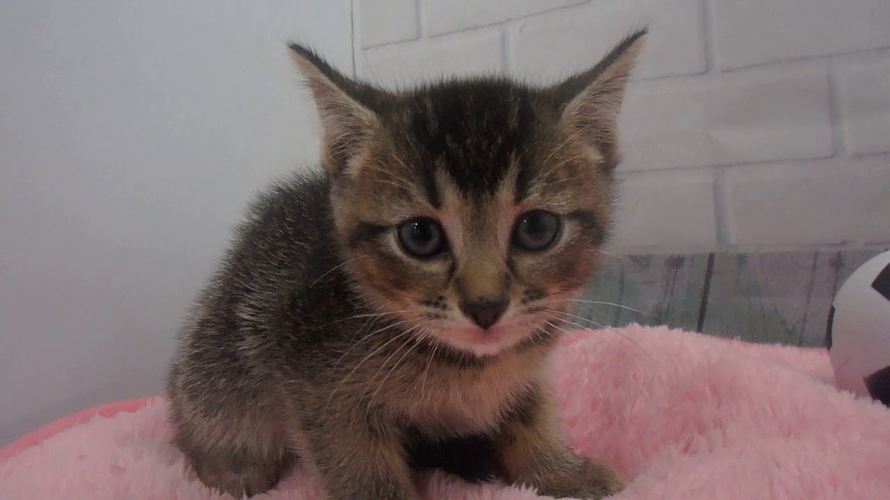 424332 アメリカンカール