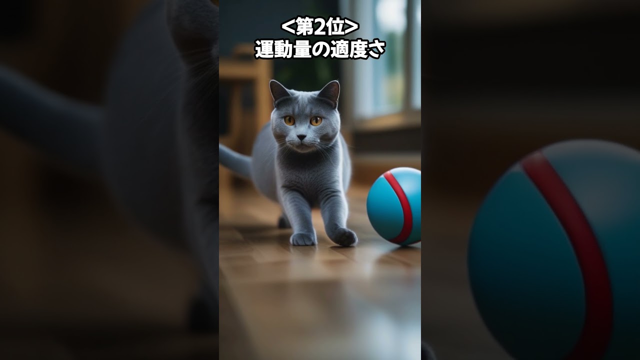 人気の猫 魅力解剖！シャルトリューを飼うメリット ベスト5