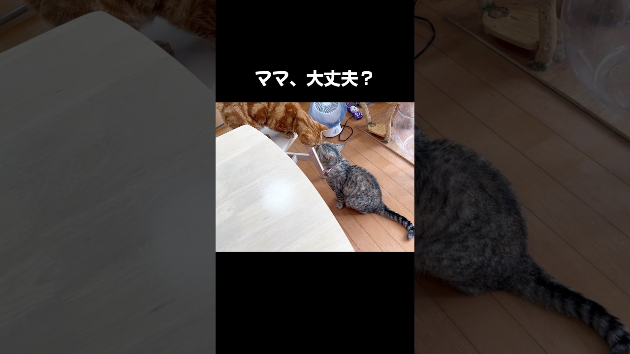 ママ猫が咳き込んだら... #猫 #マンチカン #shorts