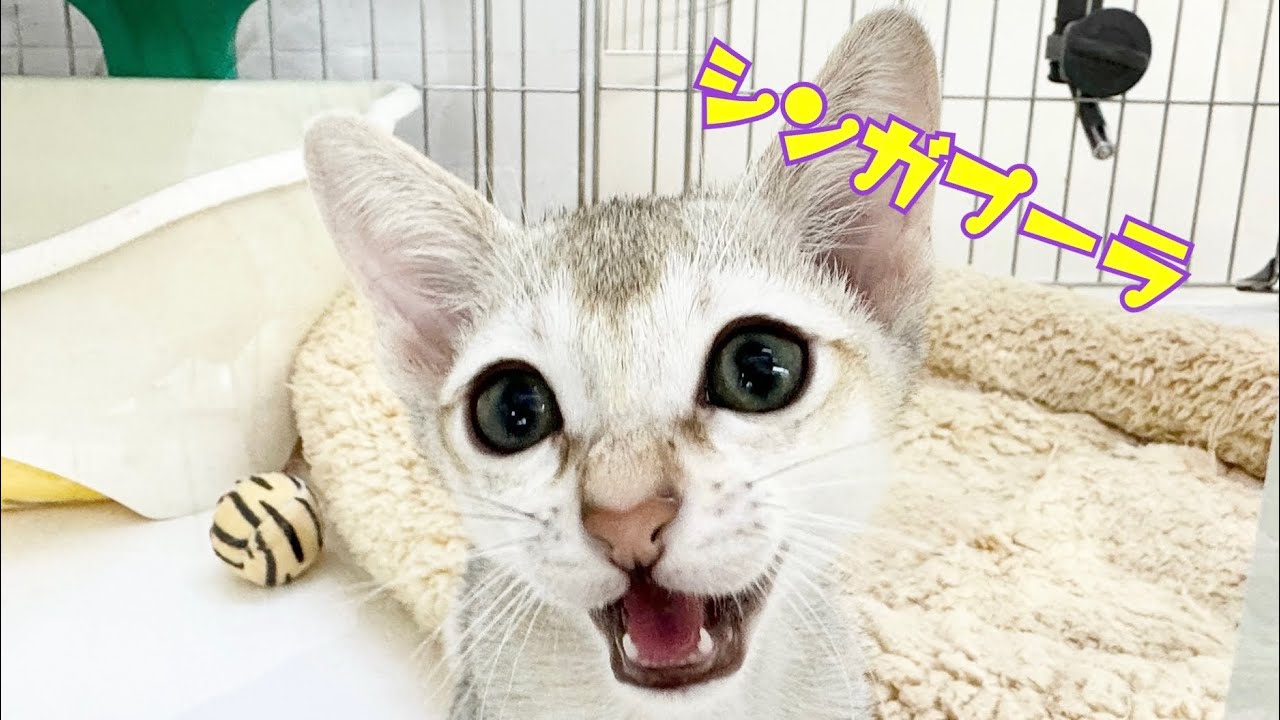 2024.07.18 甘えん坊炸裂！！手触り最高なシンガプーラちゃん♡