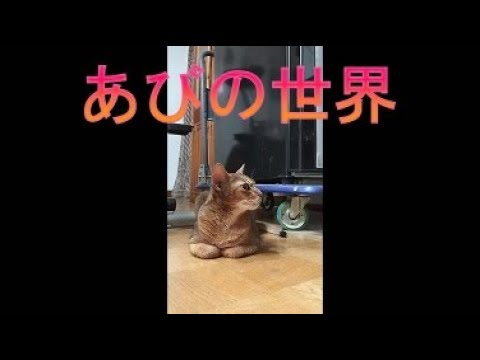 ネコ動画あび＃3979   あびの毎日　アビシニアン　あび