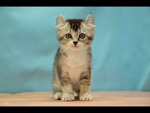 アメリカンカール　NO.190911　ペットショップ『ヒラマツケンネル』の子猫
