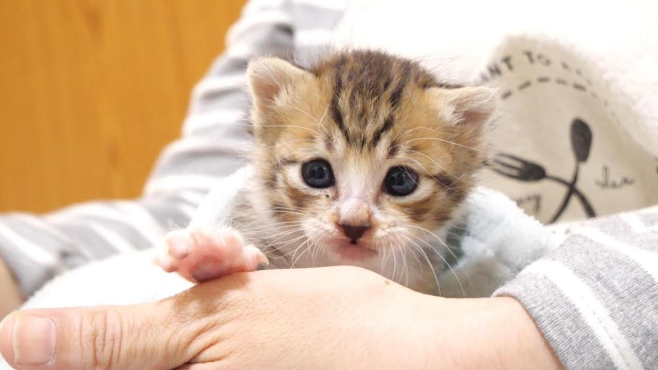 ミルクを飲んだ子猫がママのお膝で寛いでると‥‥‥【赤ちゃん猫　保護猫】