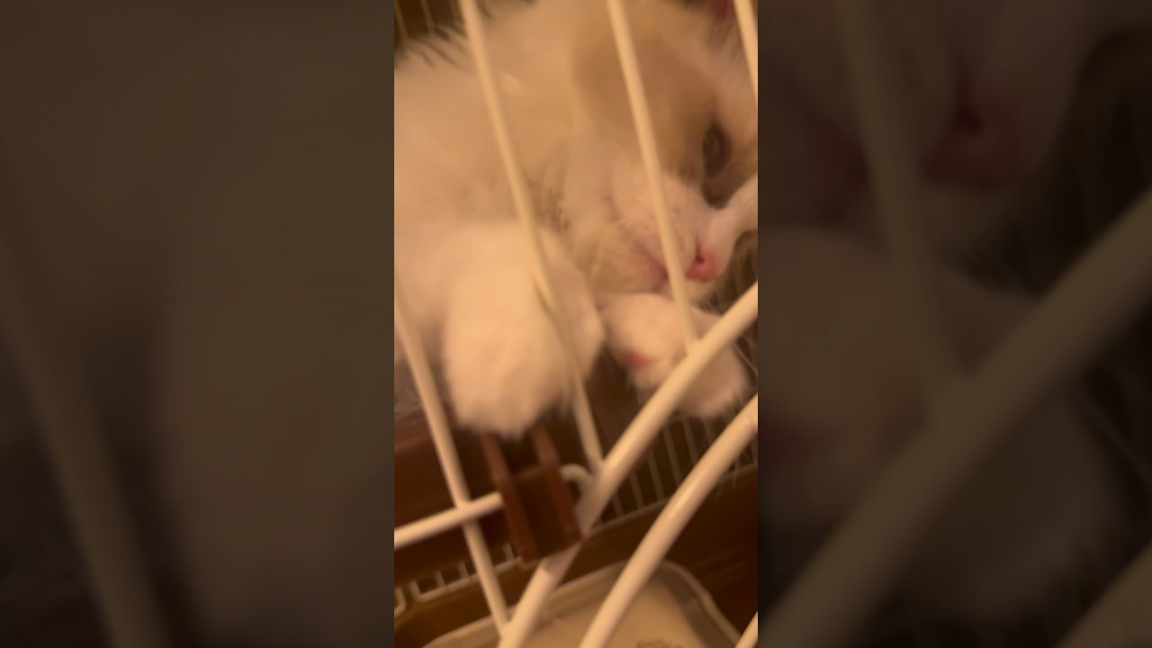 ラグドールの男の子が家族になりました