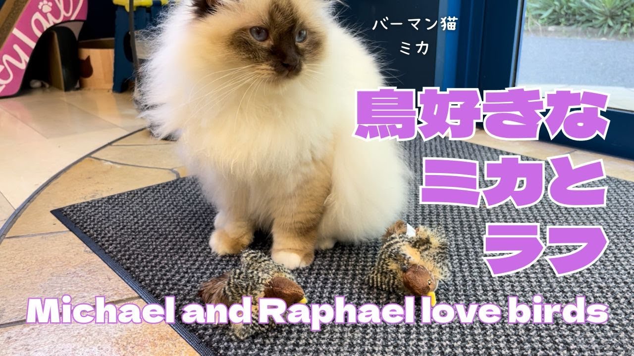 バーマン猫ミカとラフ【鳥好きなミカとラフ】Michael and Raphael love birds（バーマン猫）Birman/Cat