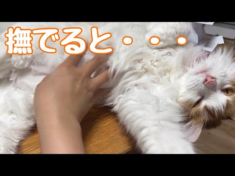 テーブルの上で寝る猫を撫でたら噛まれました【マリー（メインクーン）】