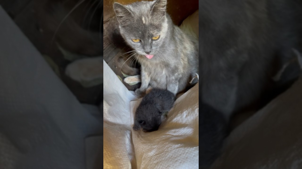 Mother with her baby #cat #catvideos #kitten