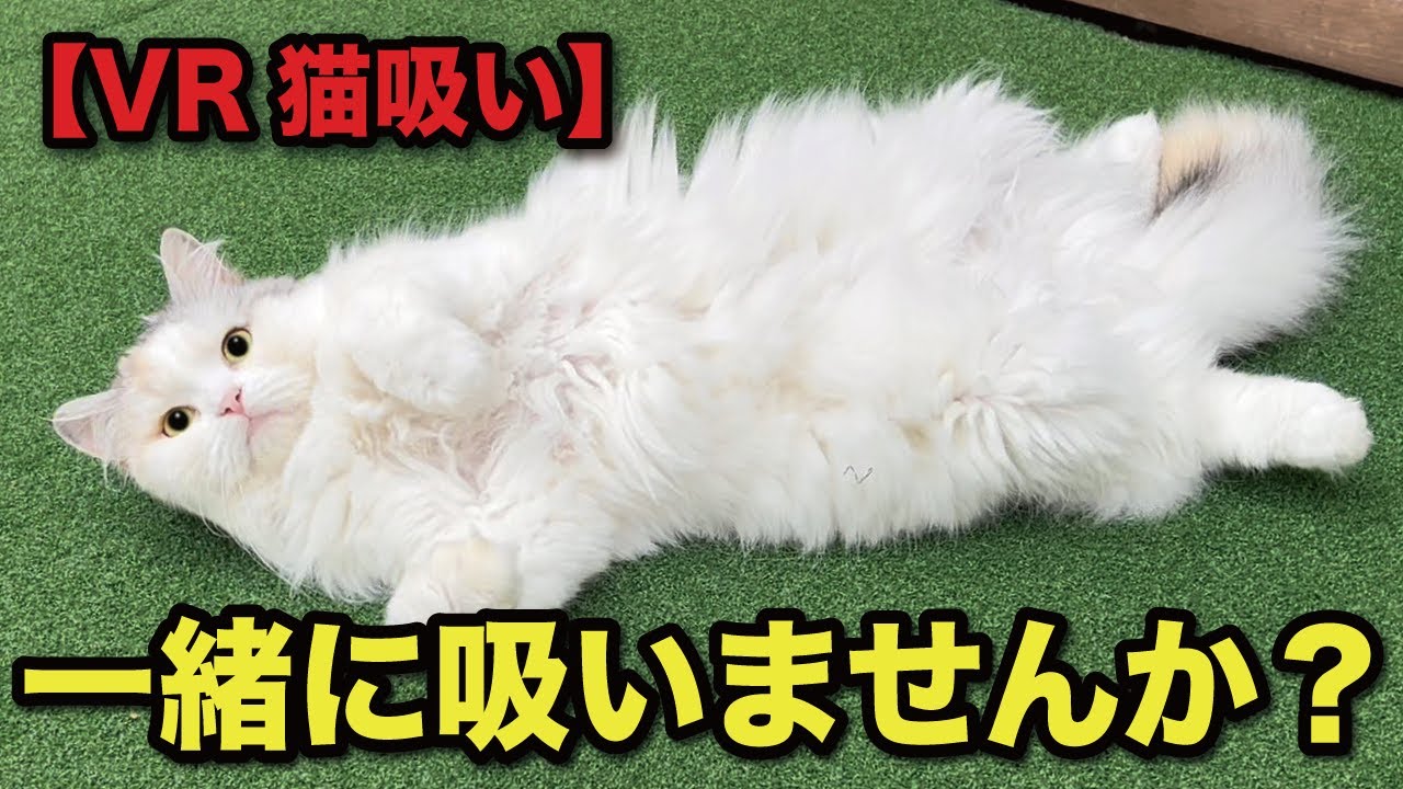 もっふもふにゃんこの猫吸いを体験できちゃいます【関西弁でしゃべる猫】【猫アテレコ】