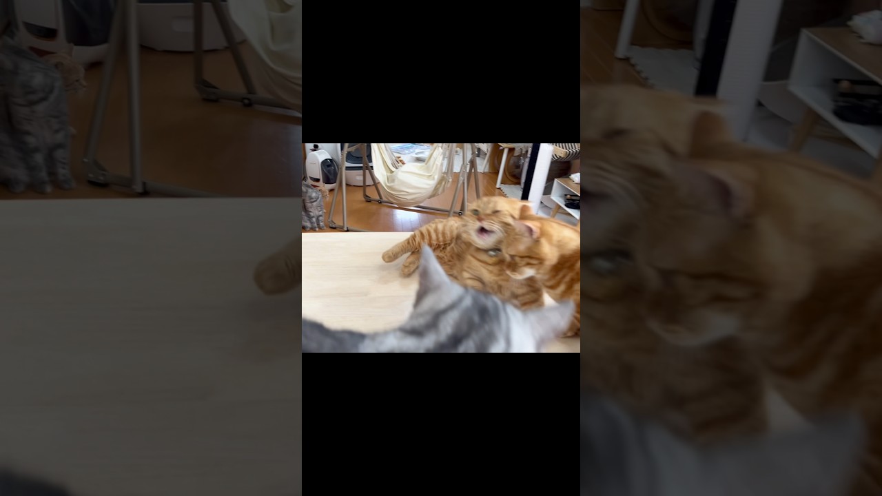 あくびしてる瞬間に頭突きされたパパ猫 #マンチカン #shorts