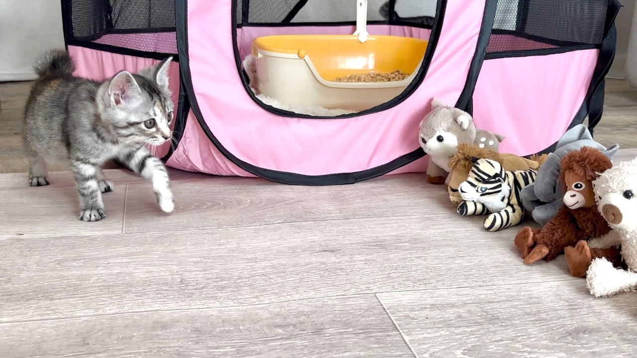 子猫の通り道にぬいぐるみを並べてみたら‥【かぐ告兄妹日記#30】I lined up stuffed animals in the kitten's path.