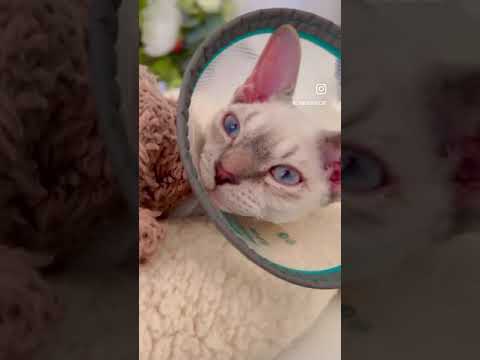 Devon Rex Cat - Soon that pesky Elizabeth collar will be history😺そろそろカラーとバイバイ🐾
