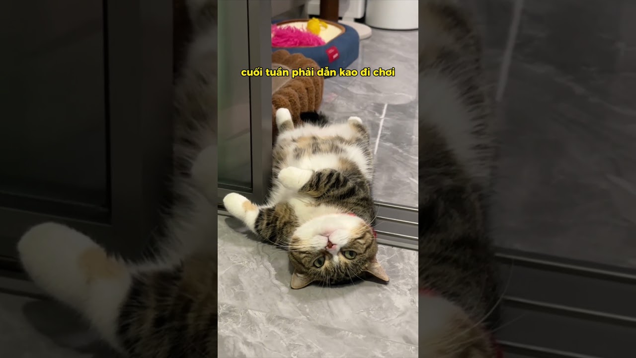 Chú Mèo Buồn Bực Vì Hành Động Này Của Sen | Bác Sĩ Trung