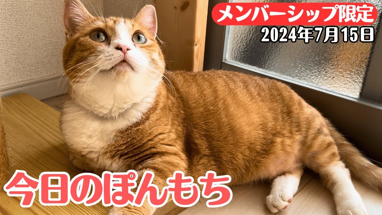 【特別公開】この動画は7月15日にメンバー限定で公開した動画です！