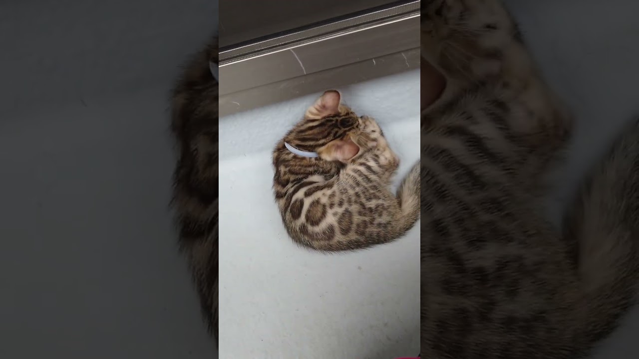 ベンガル きれいな柄で元気いっぱい♪✨（毛色：ブラウンスポテッドタビー）