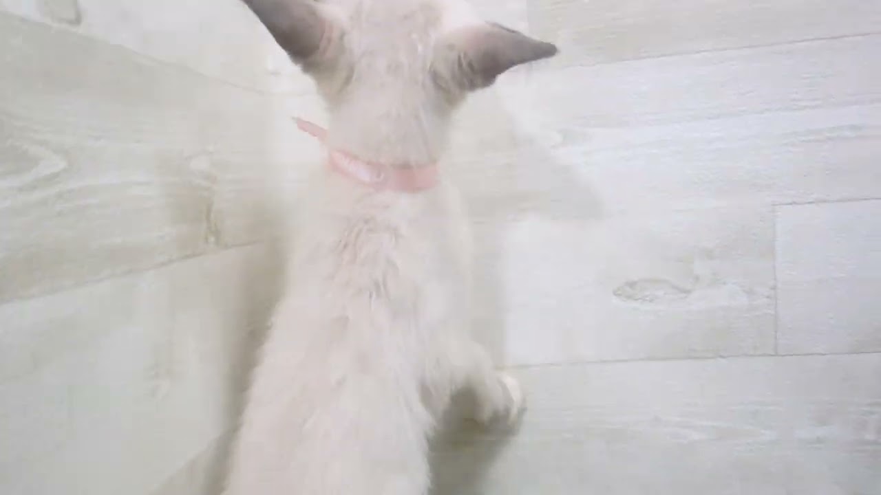 ペットショップcoo&riku No.00685102 スノーシュー