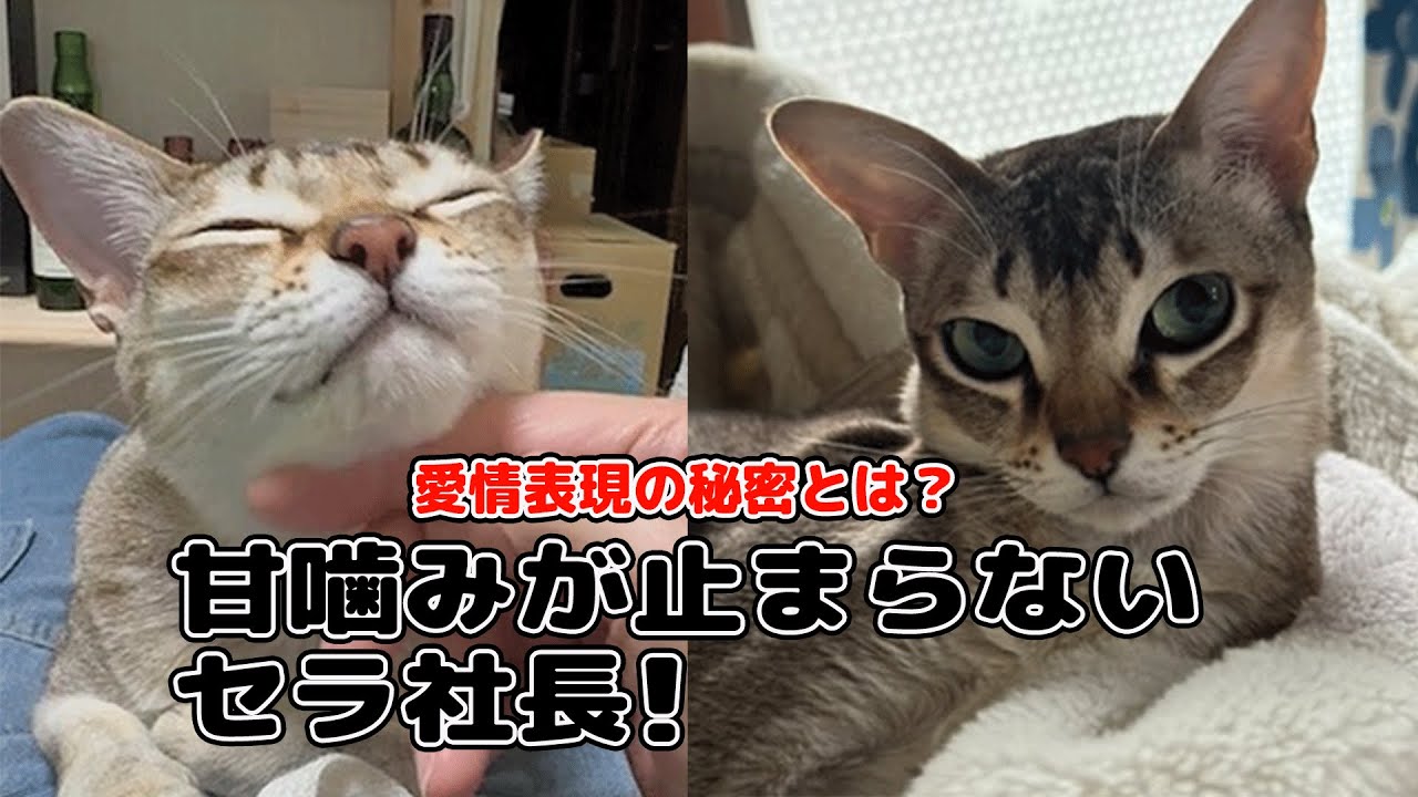 🐾 シンガプーラのセラ社長が甘噛みの秘密を教えます！ 🐾#シンガプーラ#愛情表現 #cat #猫のいる暮らし #愛情