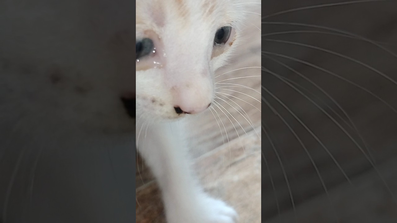 cutecat#cute #cats#catlover #catshorts #kitten #kitty #