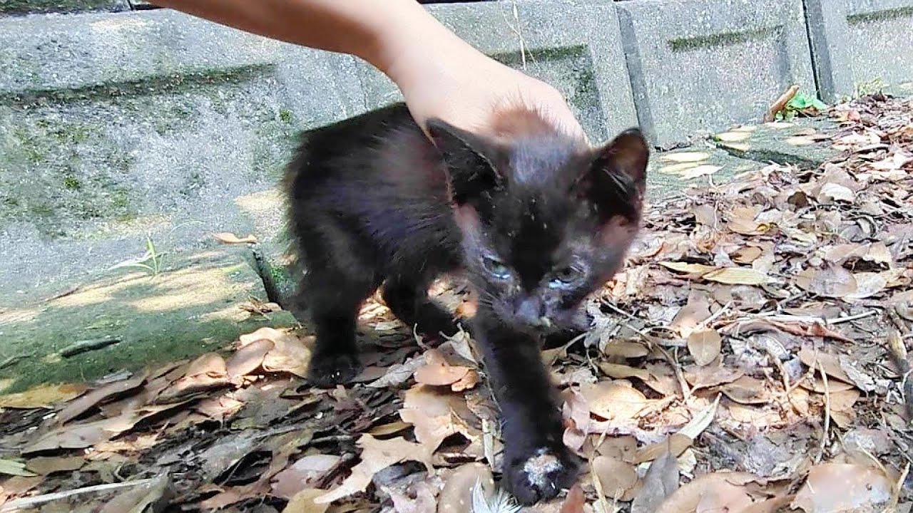 釣りに行ったら子猫を拾った…