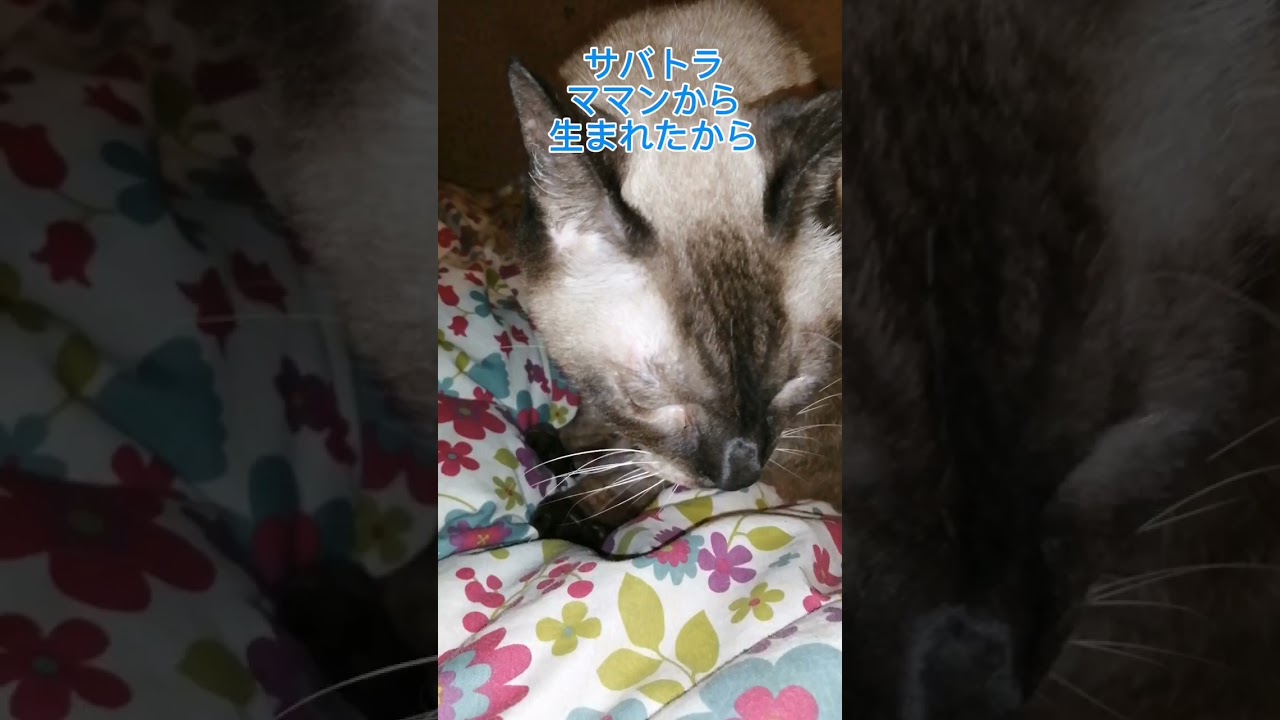 シャム猫#shorts #cat #シャムmix #猫のいる暮らし #しっぽ
