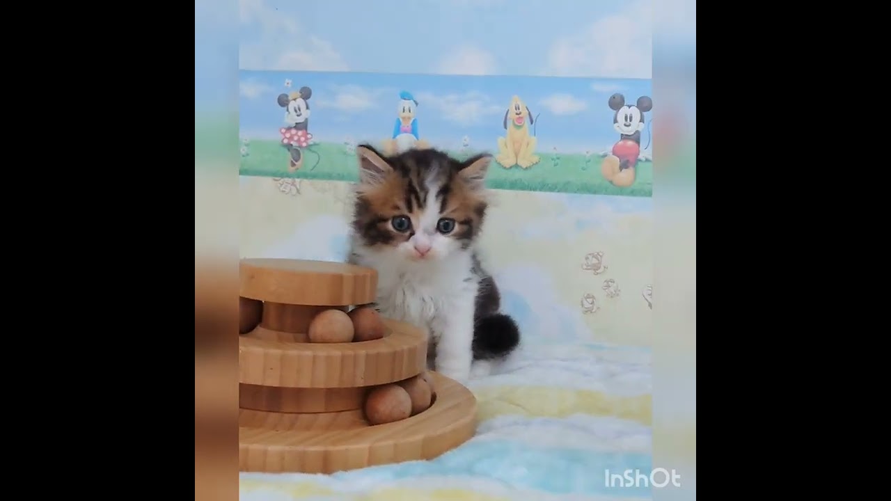 ラガマフィン おっとり、癒し系の男の子！　ふわふわ　もこもこ