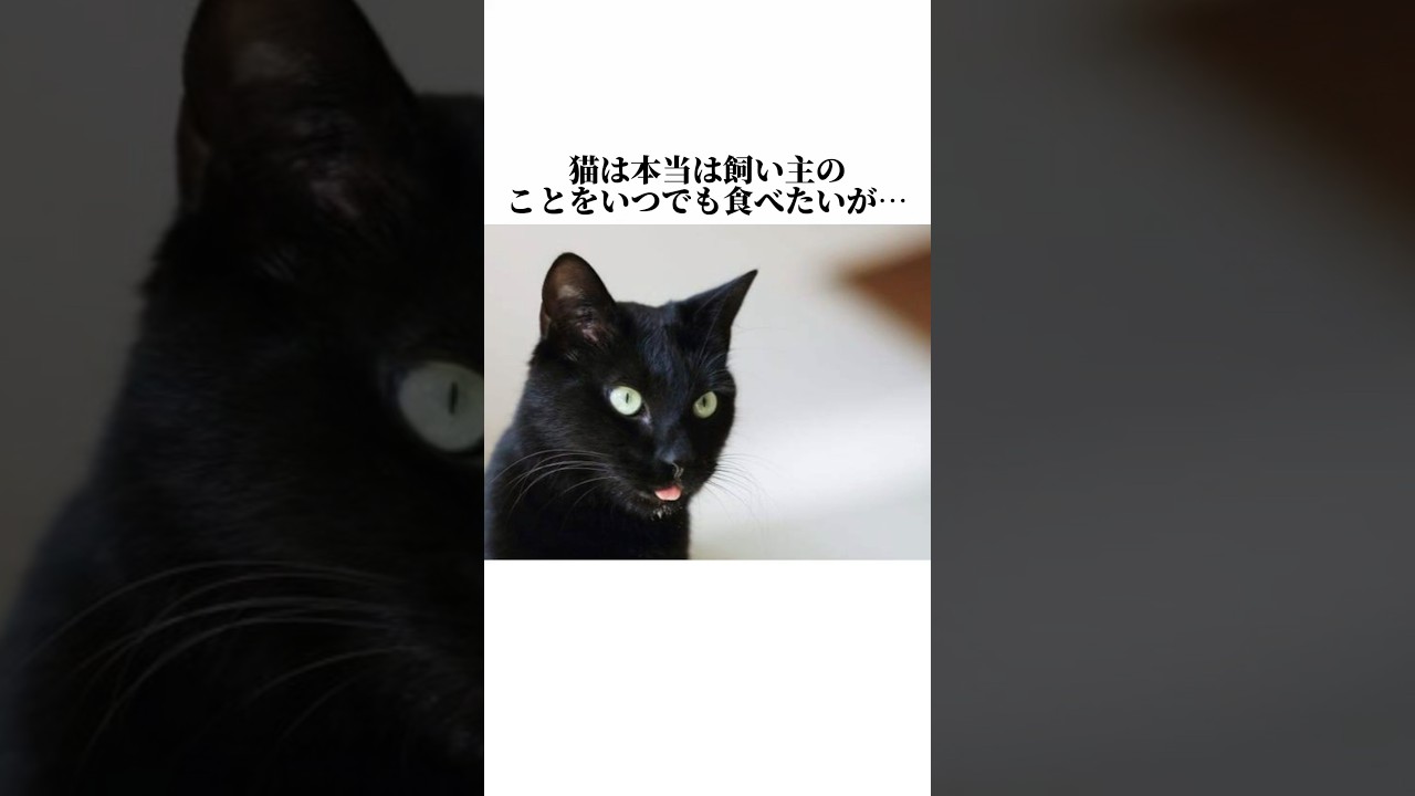 ちょwあかんww猫のクセが凄すぎるwwネコの知って損しない秘密5選🤫