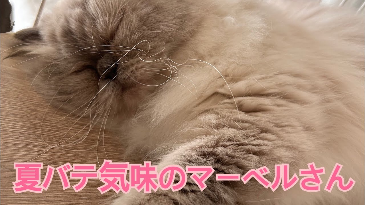 夏バテ気味のヒマラヤンのマーベルさん🐈🐾