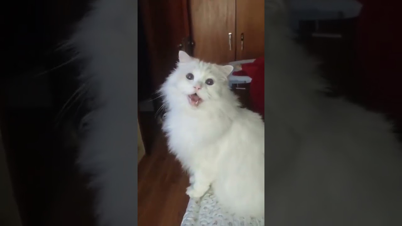 Cute cat watching TV funny cat #cat #manxcat #funnycat