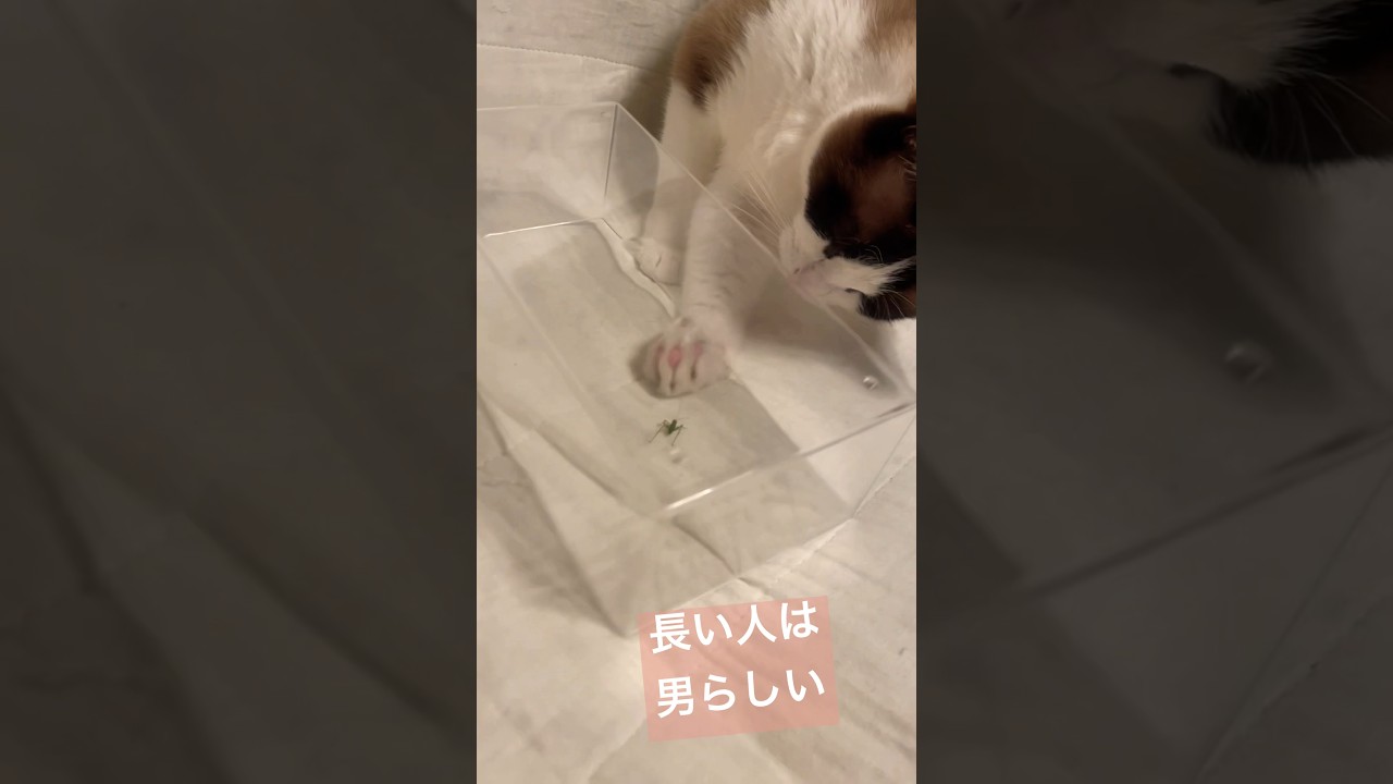 ひとさし指より薬指が長い人は男らしいらしい #shorts #猫 #cat #スノーシュー猫