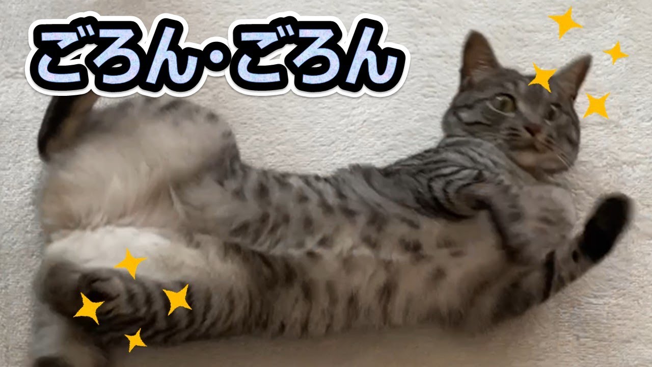 【喜びのごろん😺スズ】猫の一日の過ごし方😸 // スズがごろんする時💖【スズと二人暮らし】