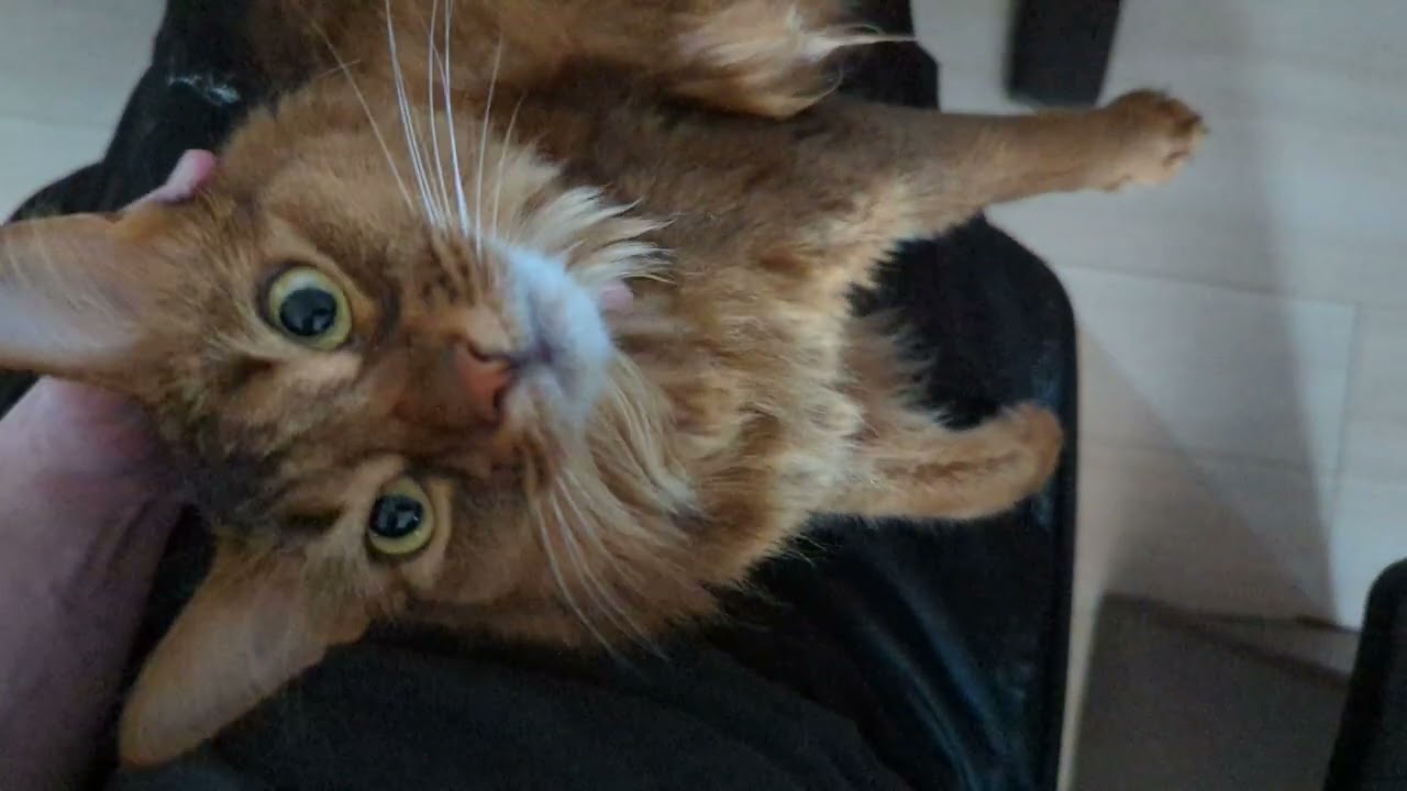 【924日目】甘えちゃん #ソマリ #cat