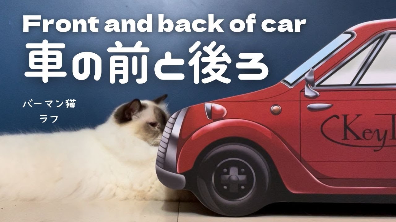 バーマン猫ラフとガブ【車の前と後ろ】Front and back of car（バーマン猫）Birman/Cat