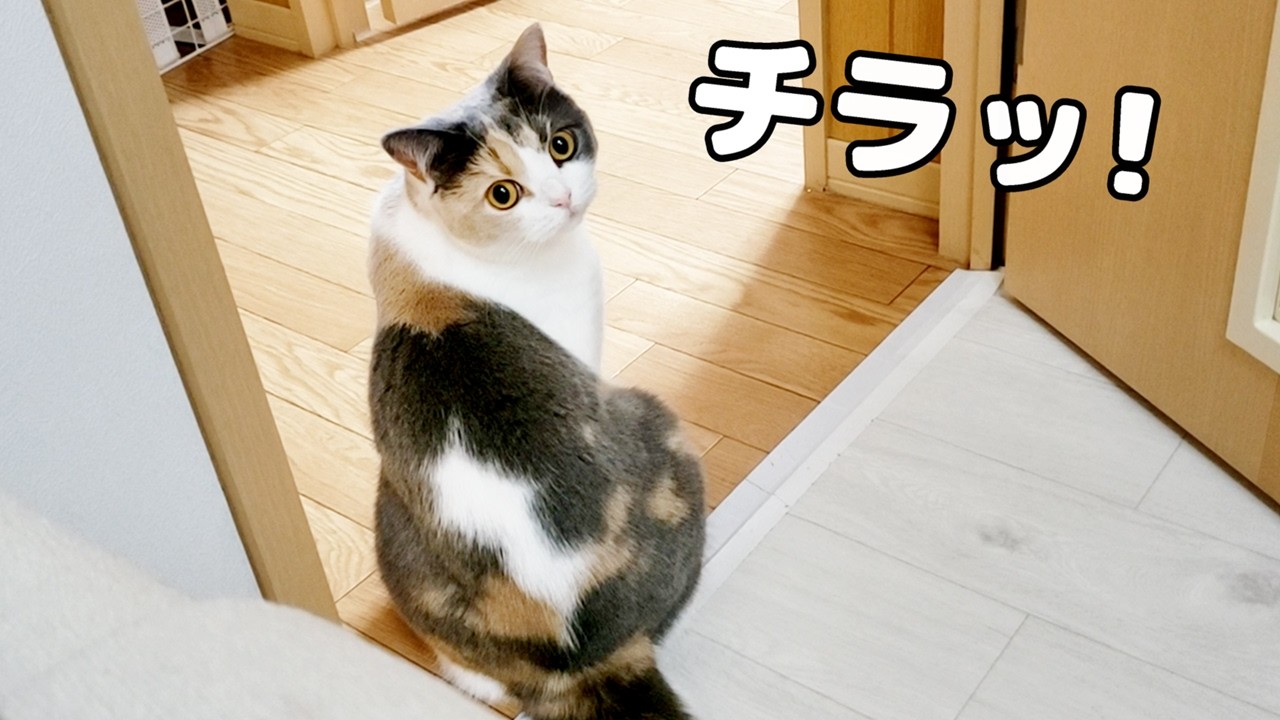 飼い主が好き過ぎる猫の反応がかわいすぎた笑