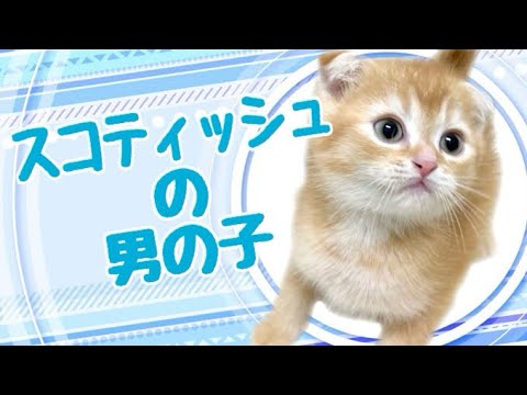 スコティッシュフォールドの子猫　（中之島）